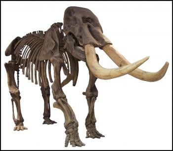 Mastodon Skeleton against a white backdrop